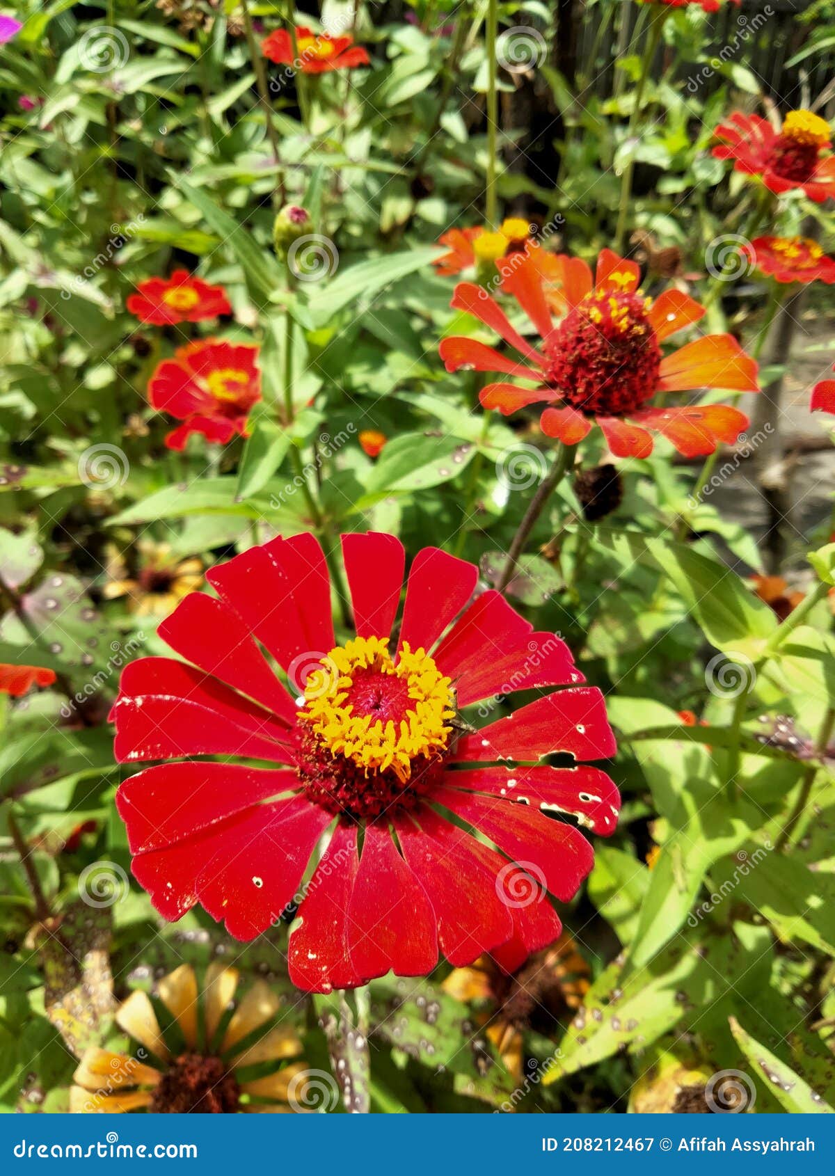 Zinnia flowers stock image. Image of green, garden, zinnia 208212467