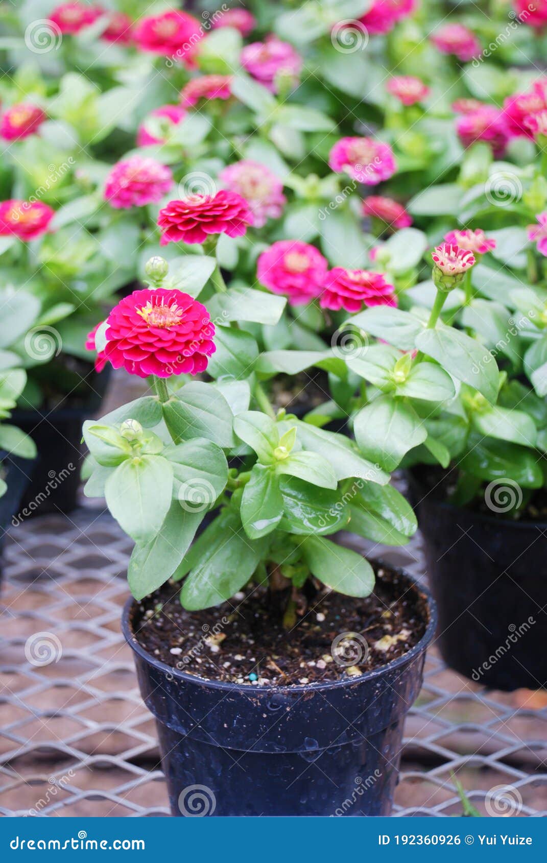 Zinnia Growing in a Pot with a Shallow Focus, Dwarf Zinnia Stock Photo