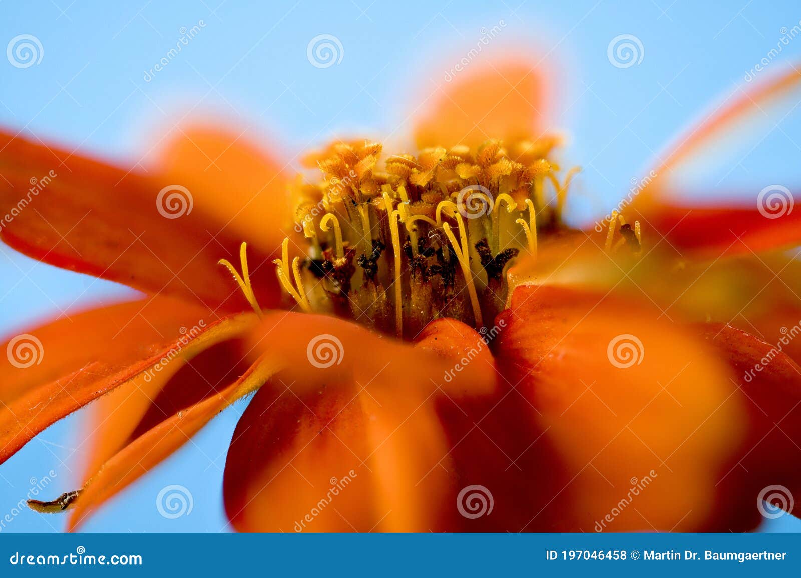 zinnia hybrid, orange-colored strain and blue sky