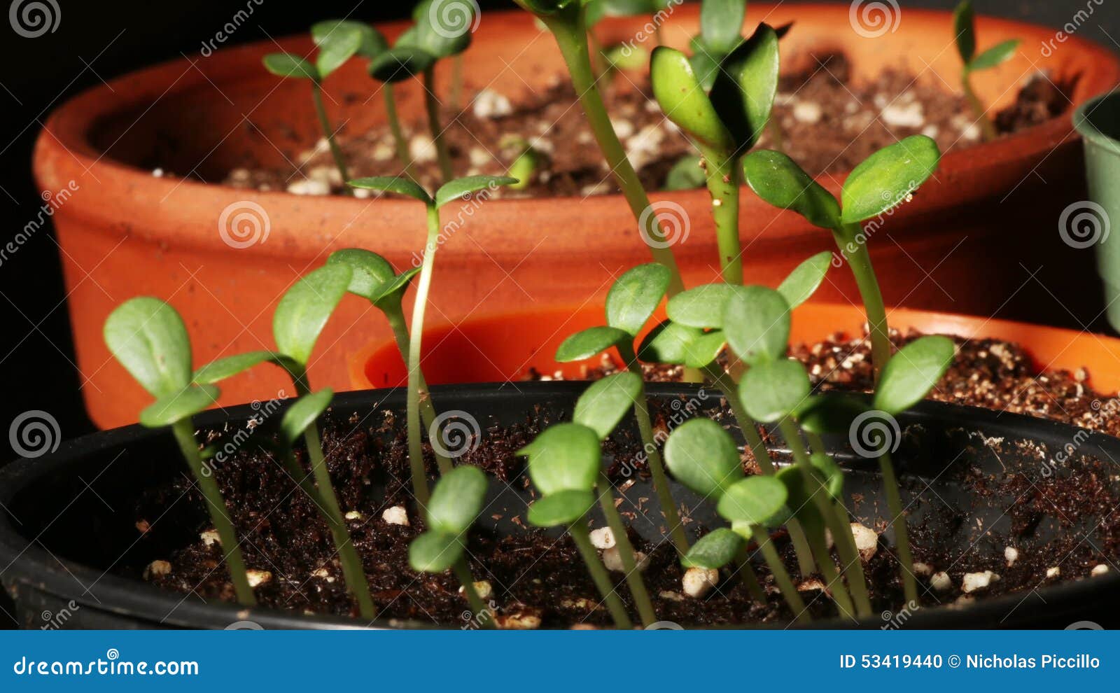 Zinnia and Sunflower Seedlings Timelapse Stock Footage Video of