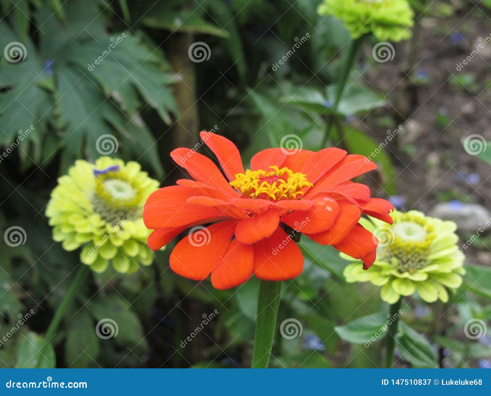 Zinnia Thumbelina . Dwarf Zinnia Zinnia Elegans with Double Red Flower