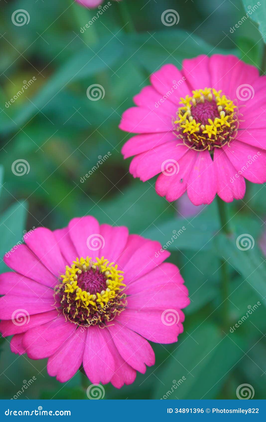 Zinnia stock photo. Image of blooms, closeup, nature 34891396