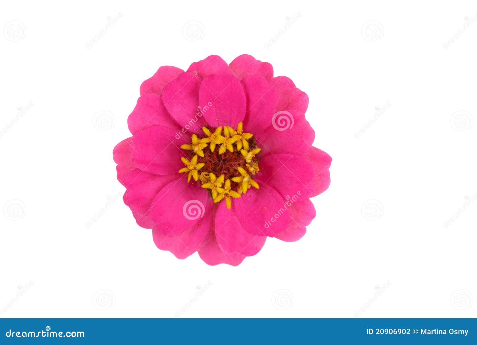 zinnia (zinnia violacea) blossom