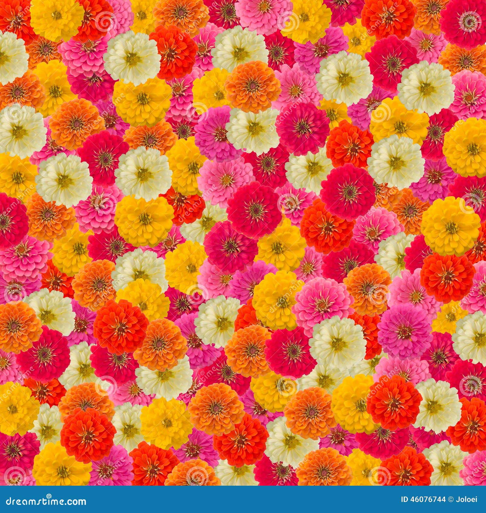 Zinnias Flower Background Stock Photo Image Of Pink 46076744