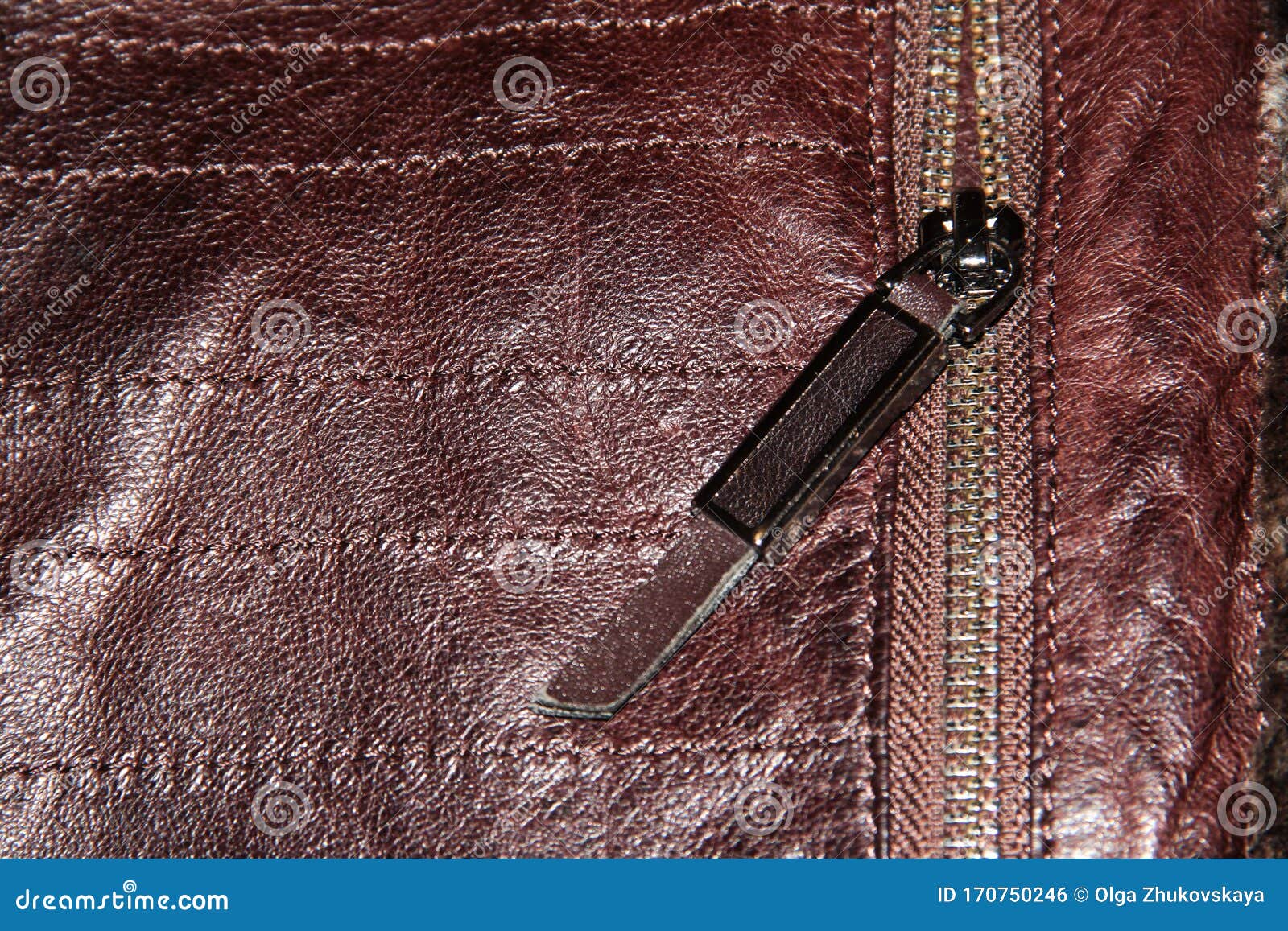 Zipper with Dog on Brown Leather Stock Photo Image of fashion