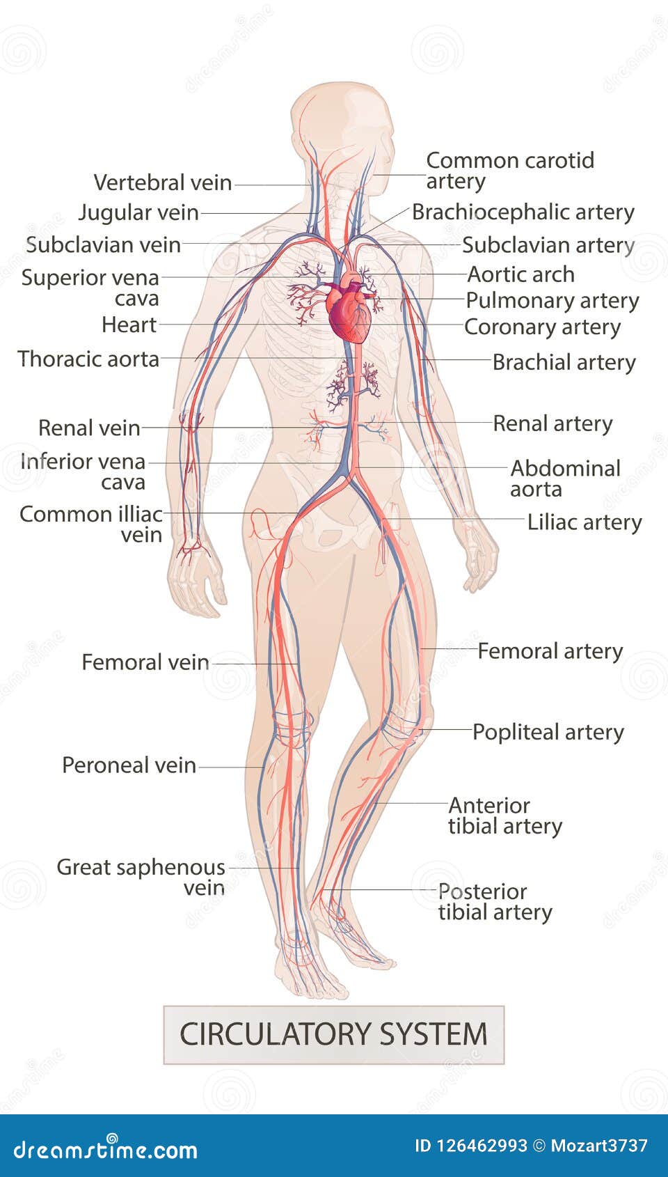 Zirkulierendes Gefasssystem Menschliche Korperteile Mann Anatomie Hand Ertrinken Die Lokalisierte Vektorskizzenillustration Vektor Abbildung Illustration Von Pumpe Arzt