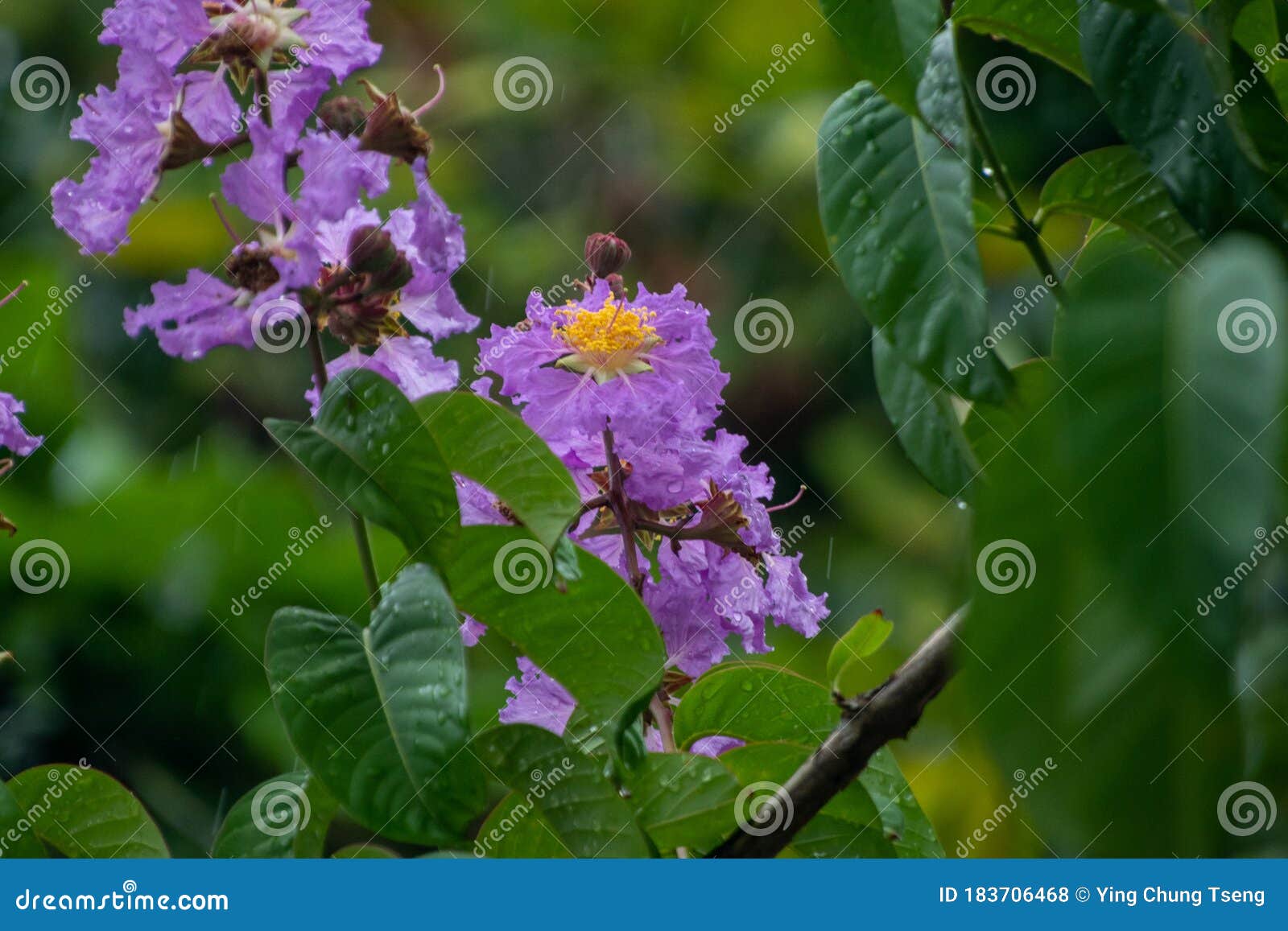 Ziwei Showed Her Magnificent Figure in the Clean Rain! Â Stock Photo ...