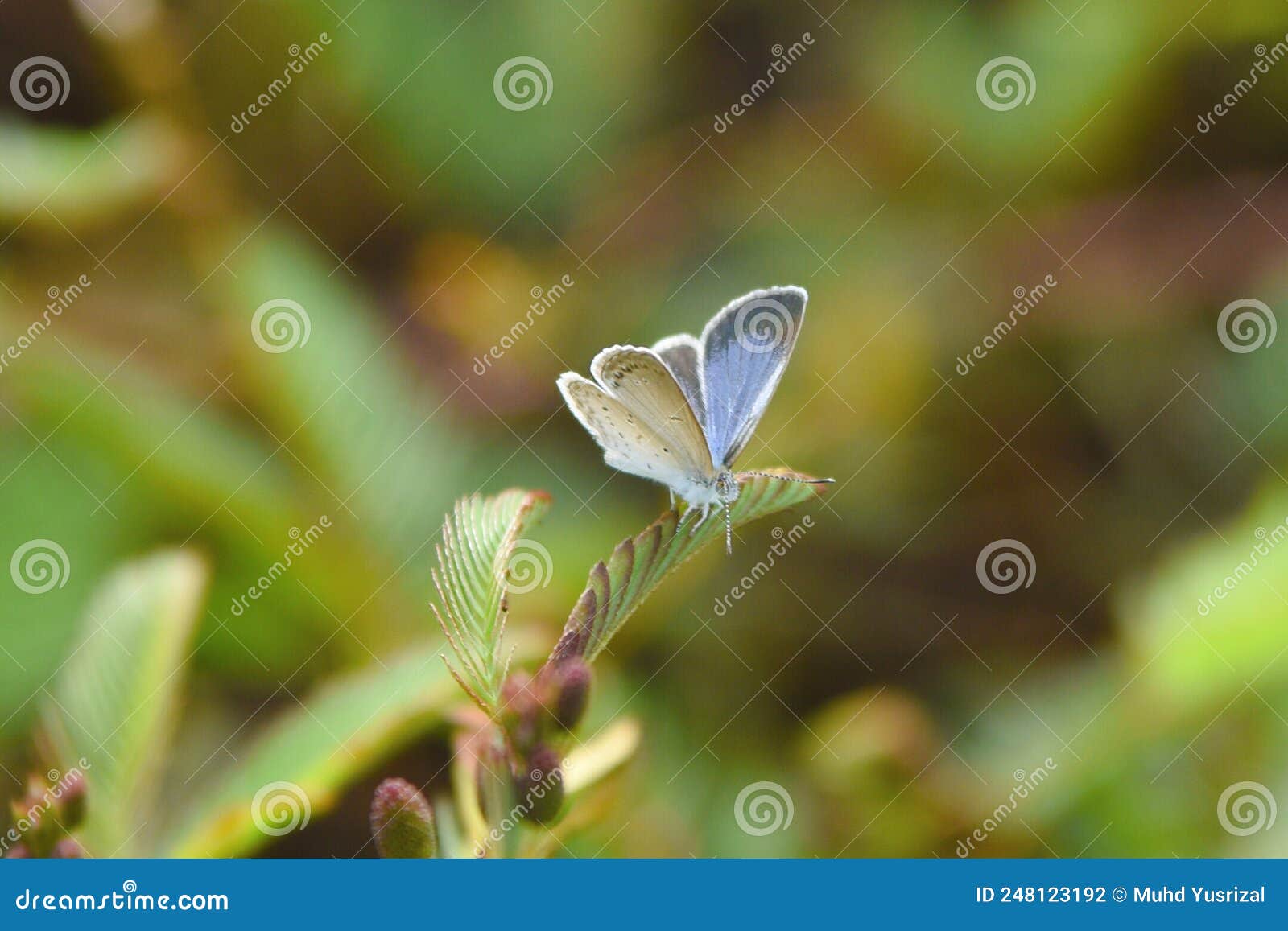 Zizula Hylax, & X27;the Tiny Grass Blue& X27; is a Species of Blue