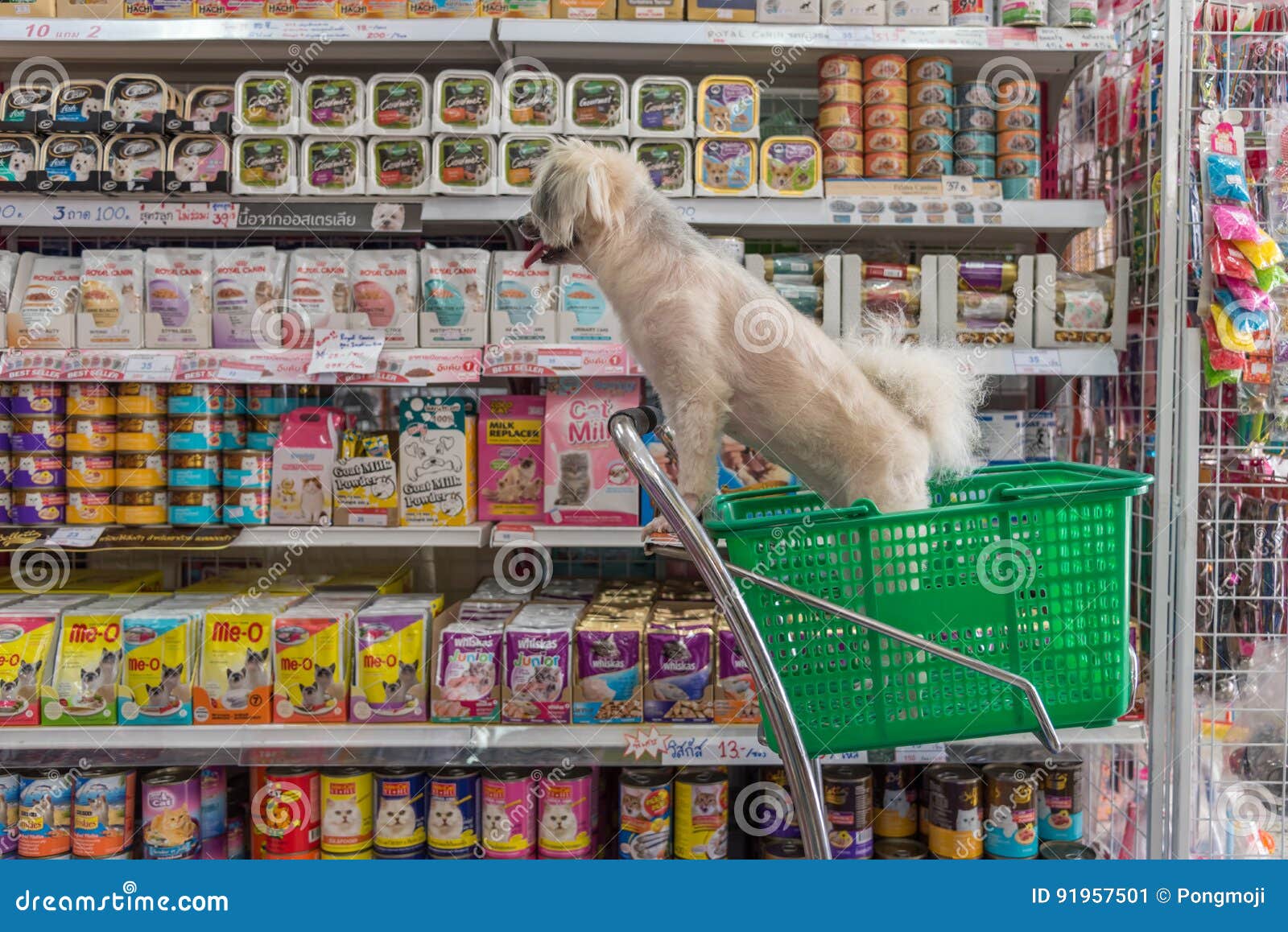 Leuke De Hond Een Huisdiereneigenaar Bij Dierenwinkel Redactionele Foto - Image of levensstijl, perspectief: 91957501