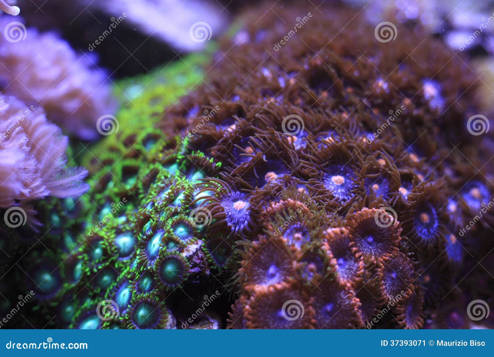 zoanthids for sale