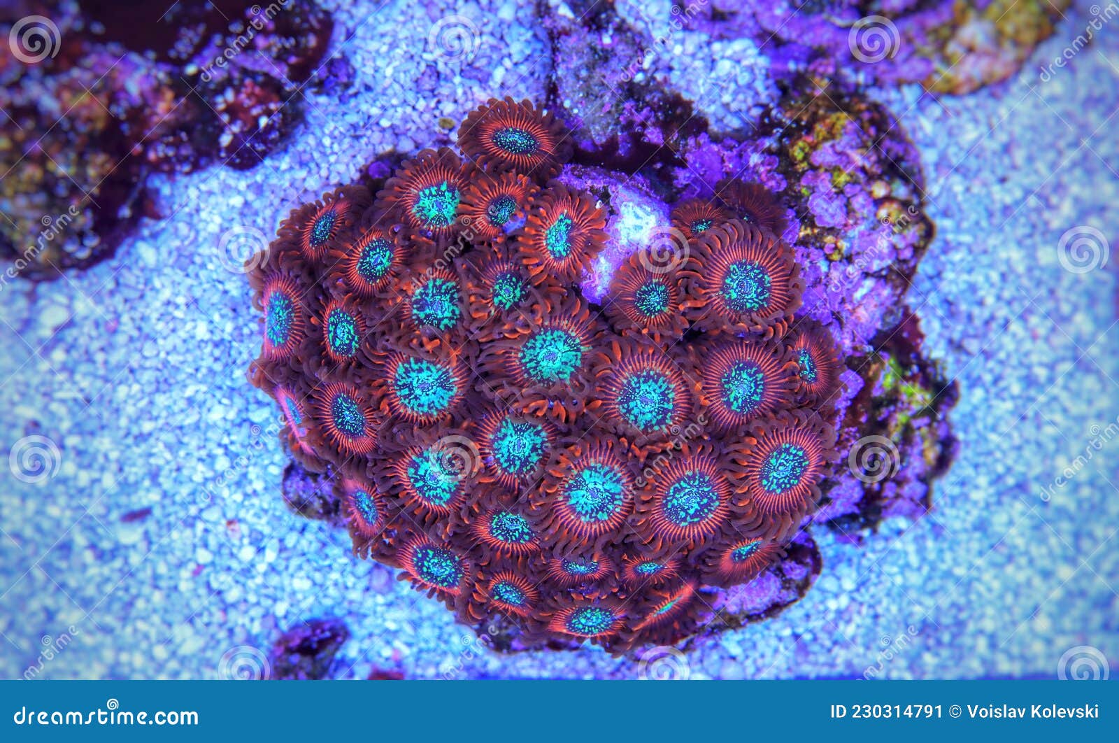 Zoanthid`s Polyps Colonies are Amazing Colorful Living Decoration for Every Coral Reef Aquarium Tank Stock Image - Image of buttons, aquarium: 230314791 Zoanthid`s Polyps Colonies are Amazing Colorful Living Decoration for Every Coral Reef Aquarium Tank Stock Image - Image of buttons, aquarium: 230314791