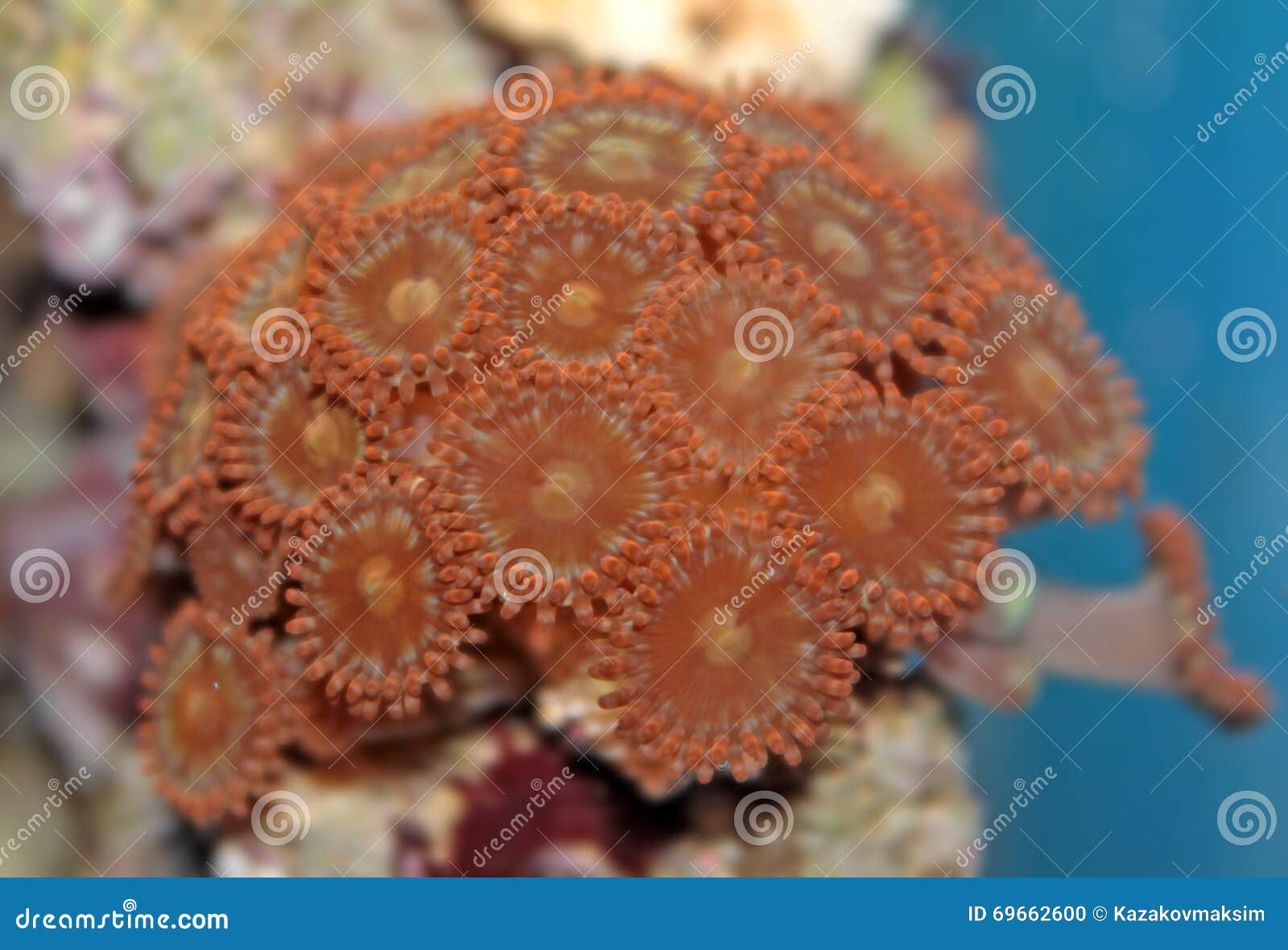 Zoanthus the Soft Coral for Marine Aquarium Stock Photo Image of