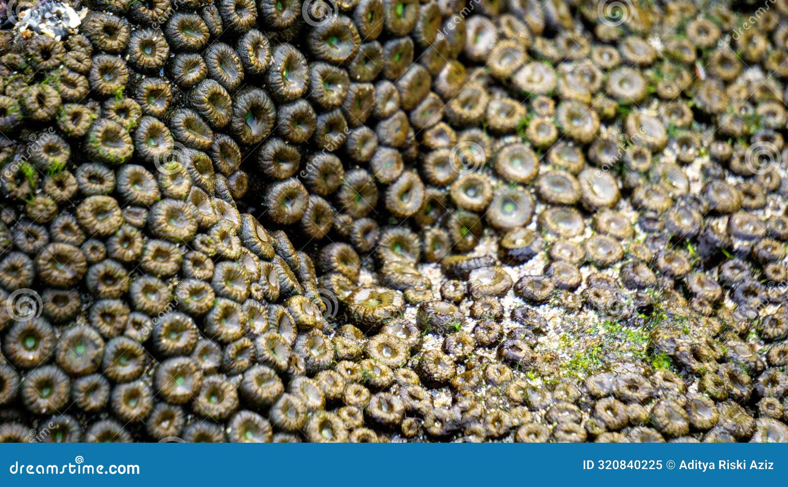 zoanthus sp. zoanthus is a genus of anthozoans in the family zoanthidae