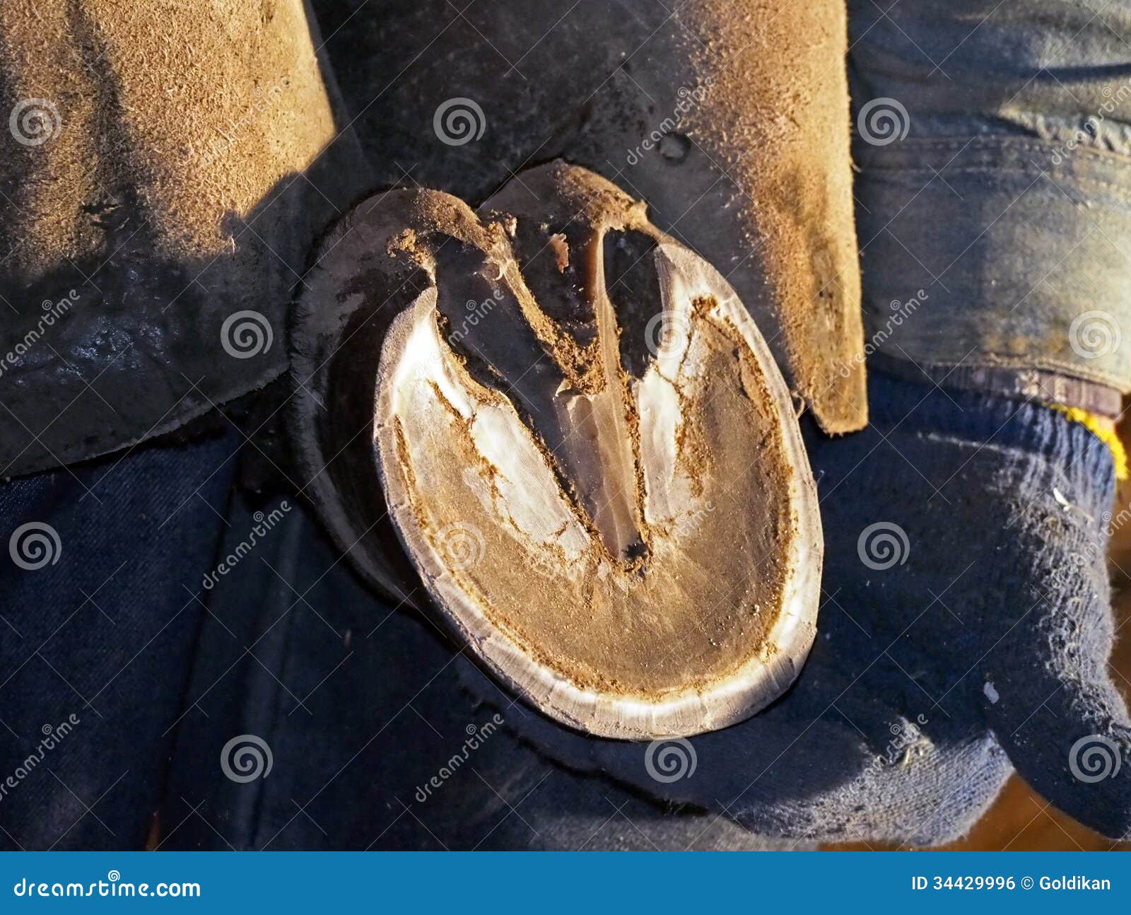 AMONIDA Coltello A Zoccolo Di Cavallo, Pratico Coltello A Zoccolo