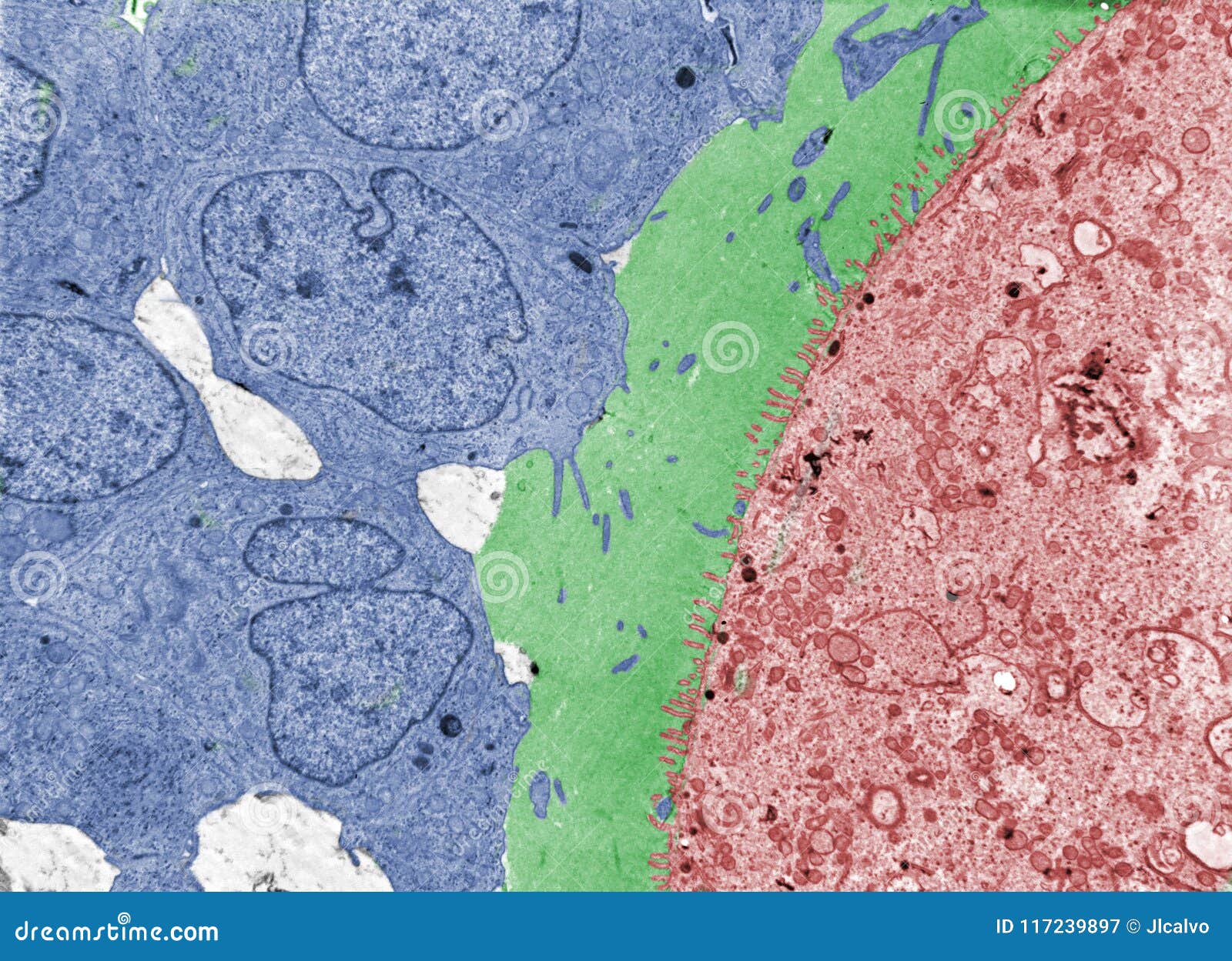 Zona pellucida. TEM stock image. Image of cytological - 117239897