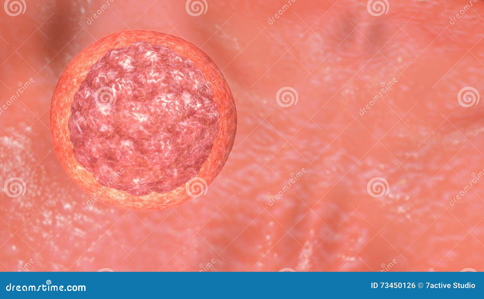 Zona pellucida stock photo. Image of zona, blastocyst - 73450126