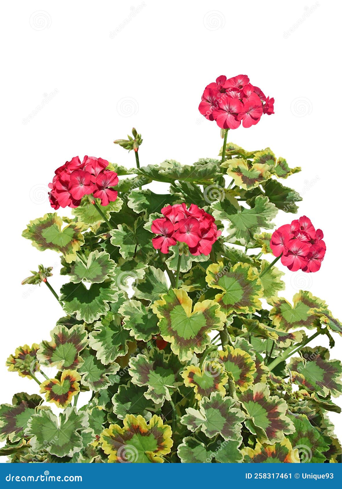 Zonal Geranium with Variegated Foliage Stock Image Image of white