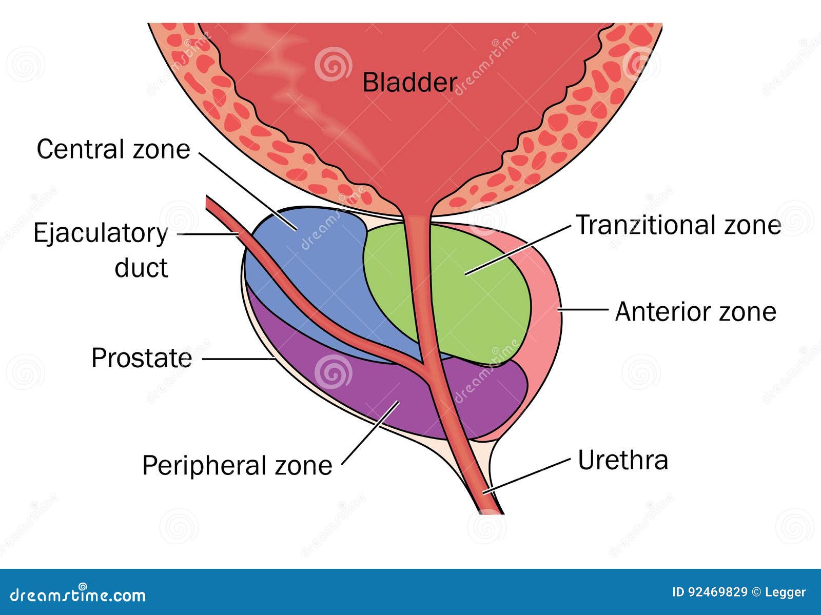 anatomia de prostata zonas