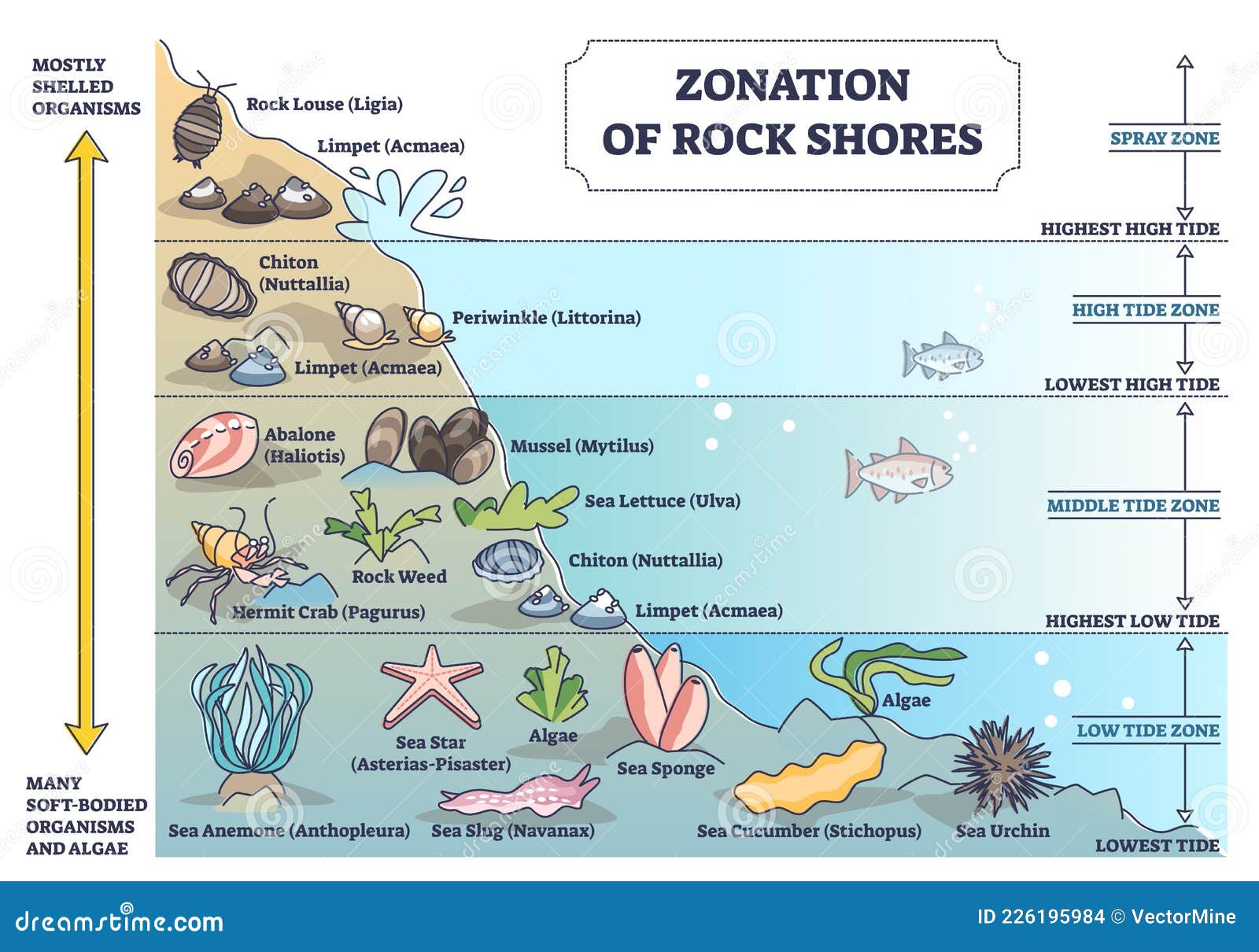 zonation of rock shores with underwater species and organisms outline diagram
