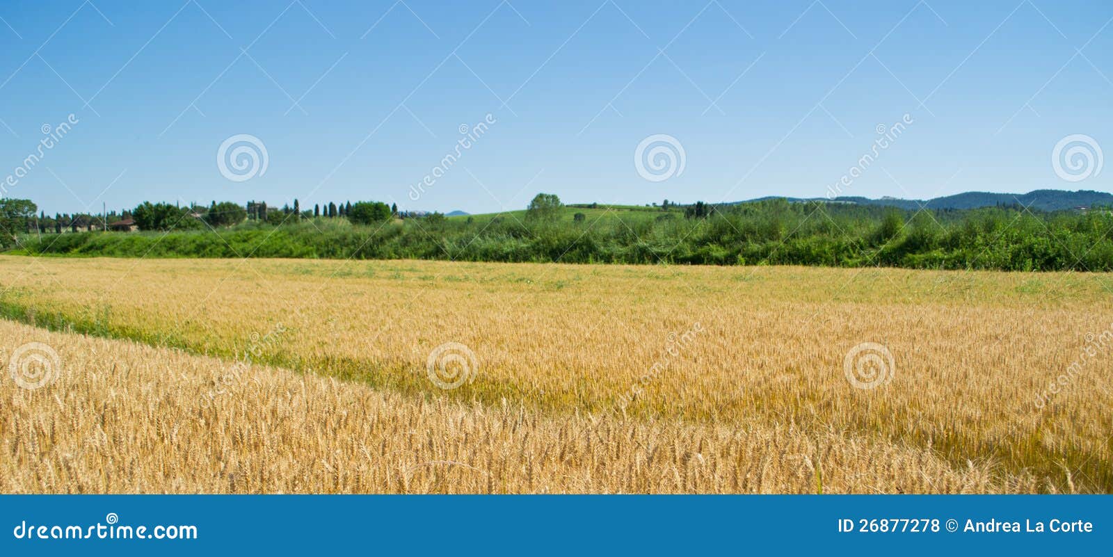 Horizontal d'une zone de blé en Toscane