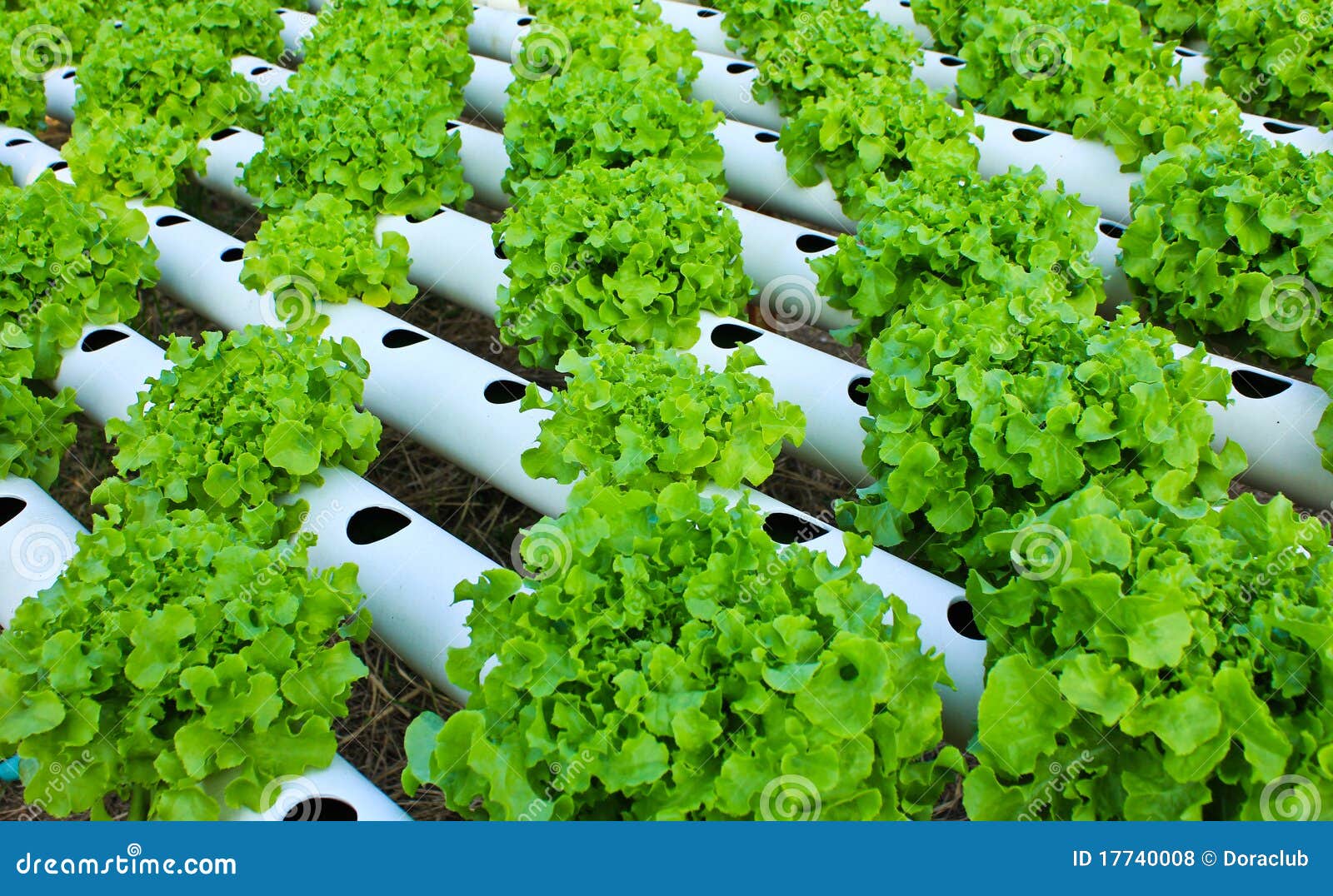 planter une salade