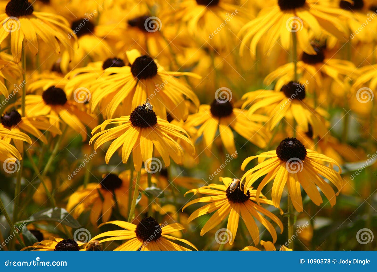 Zone de Susan BlackEyed photo stock. Image du lumineux 1090378