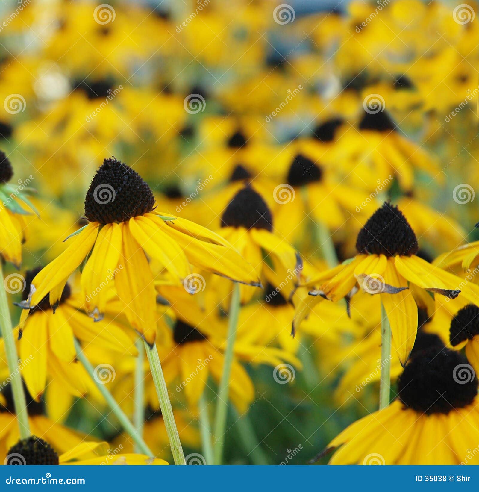 Zone de Susan BlackEyed photo stock. Image du zone, zones 35038