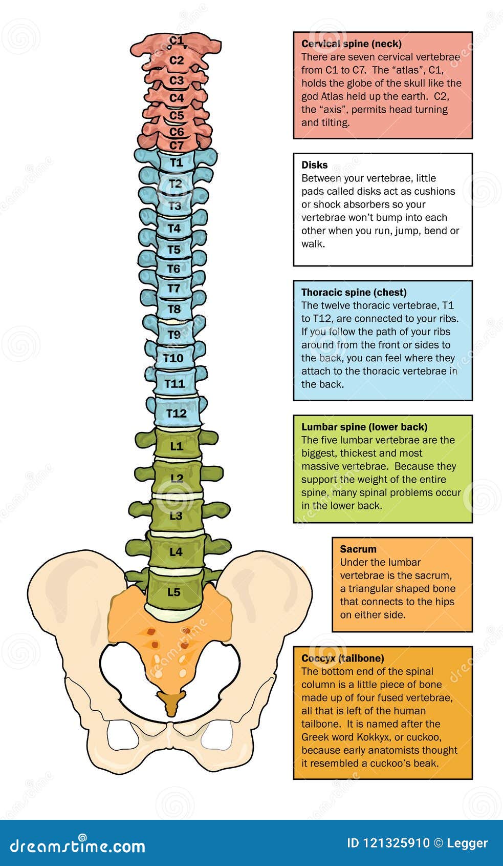 zones of the spine