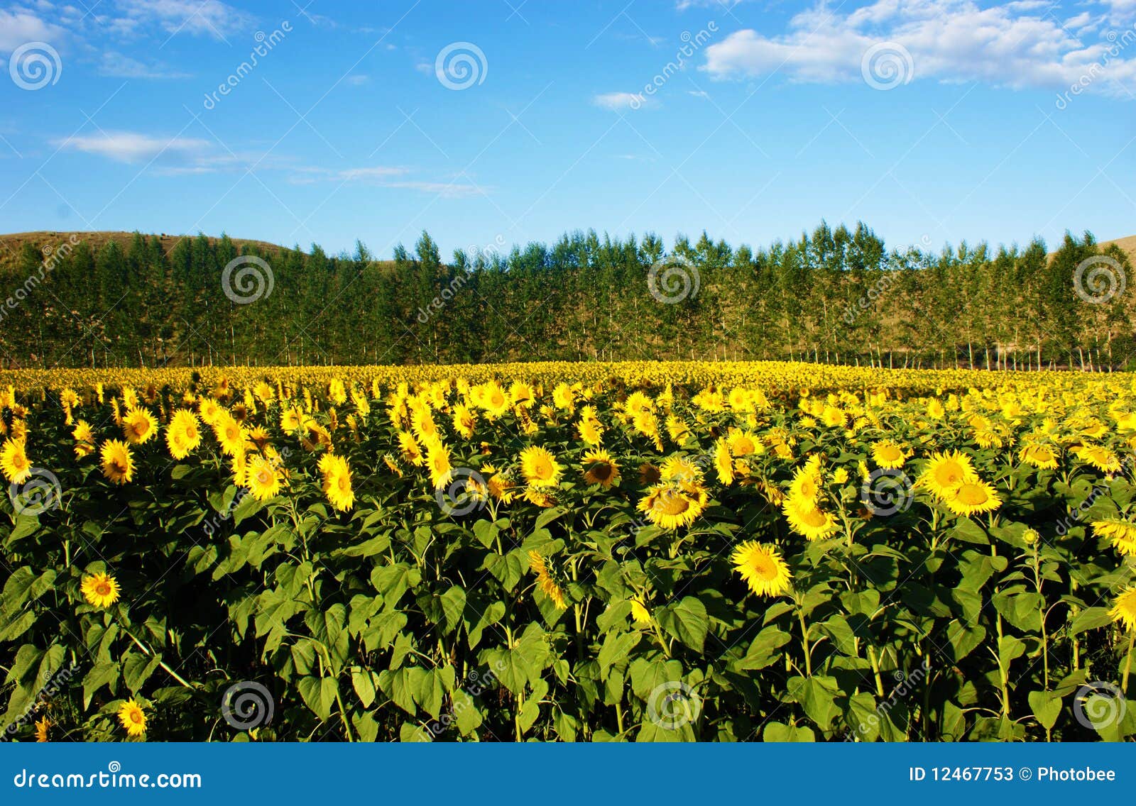 De mooie hemel en de zonnebloem.