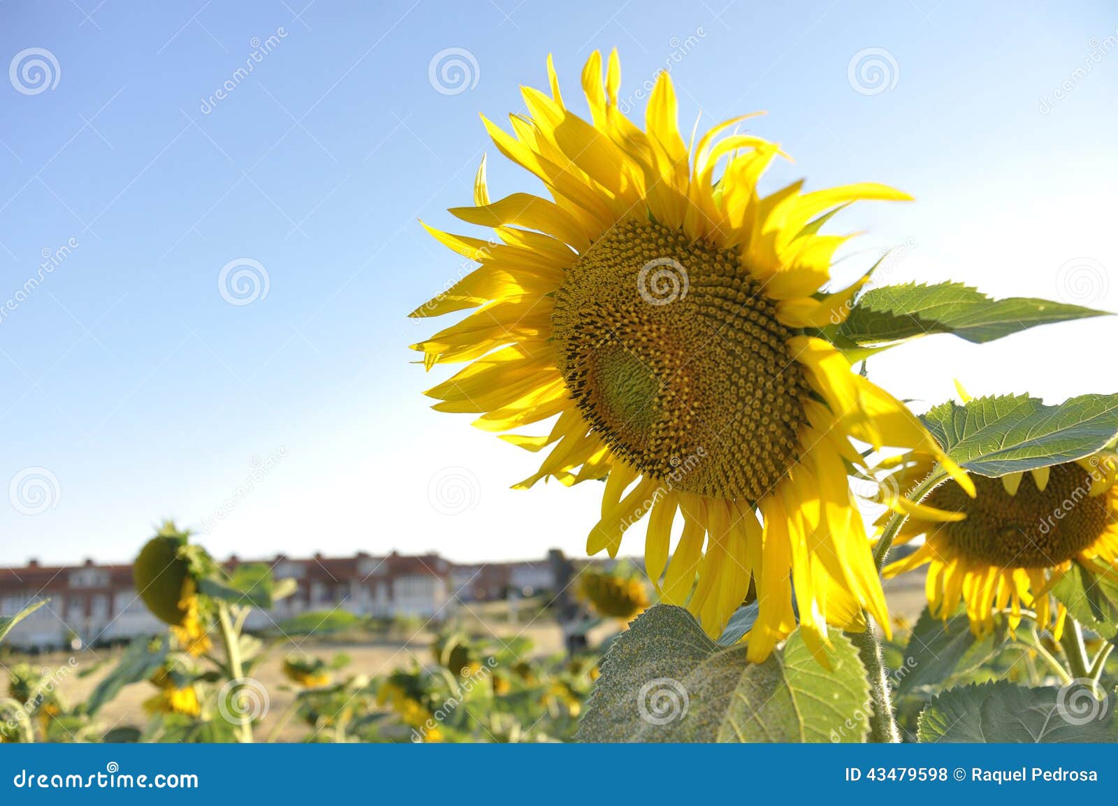 In de voorgrond huisvest een zonnebloem op een gebied van zonnebloemen op de achtergrond (uit nadruk) een klein dorp op een de zomerdag