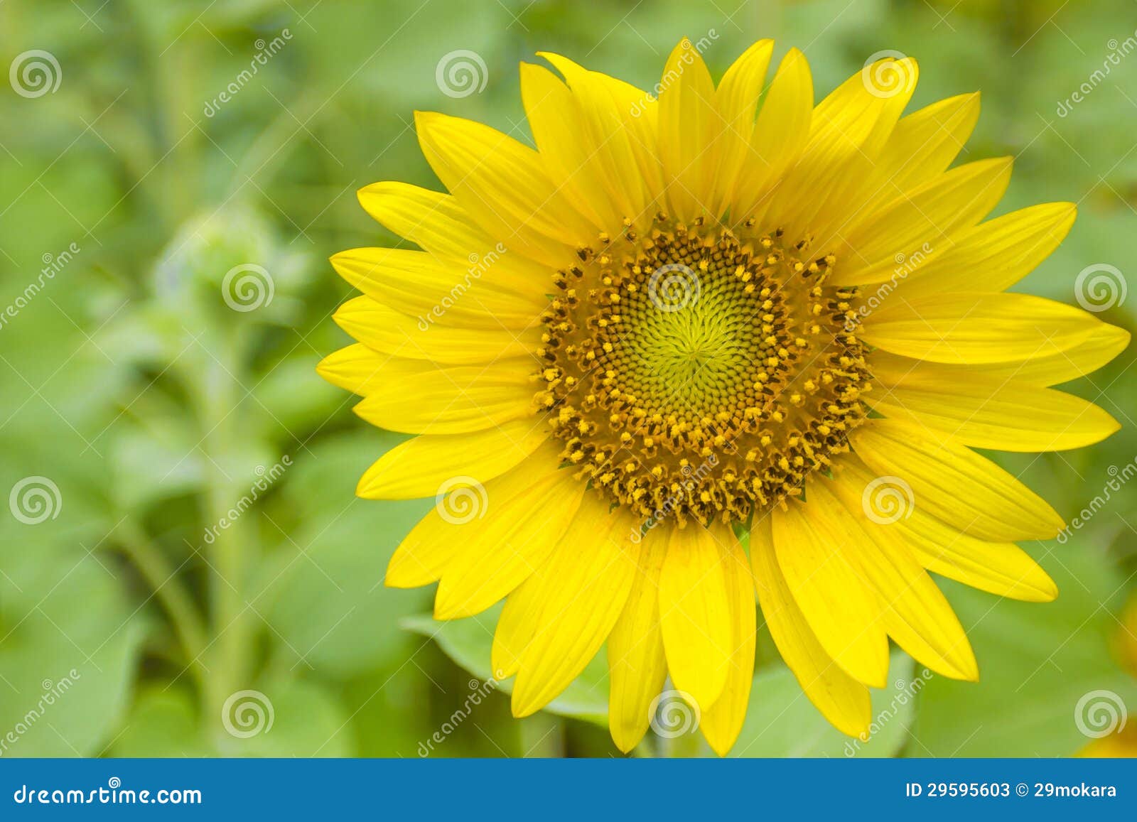 Zonnebloemen op het gebied stock afbeelding. Afbeelding bestaande uit gebied 29595603