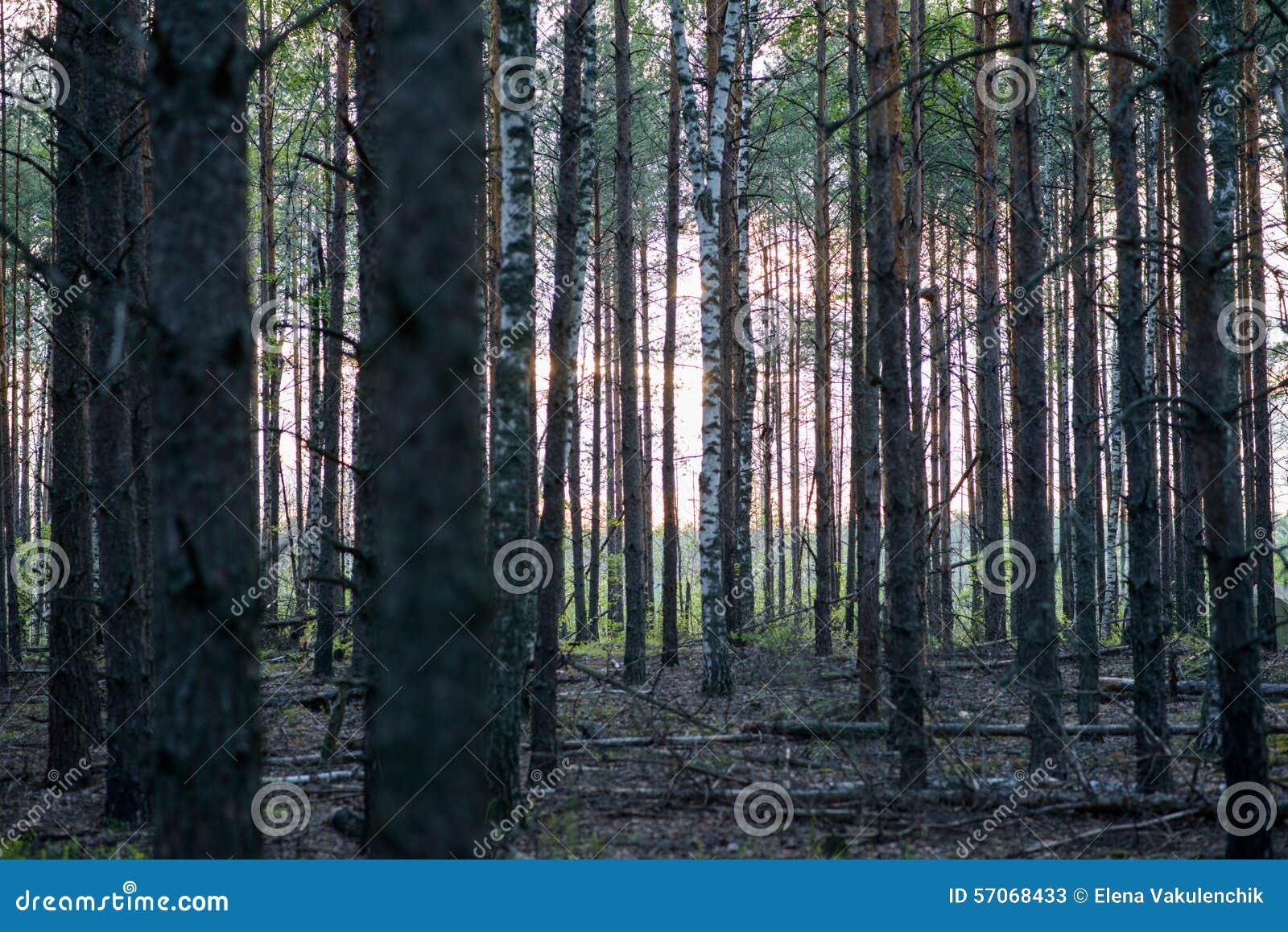 Zonsondergang in het bos. Mooie zonsondergang in het reusachtige Russische bos