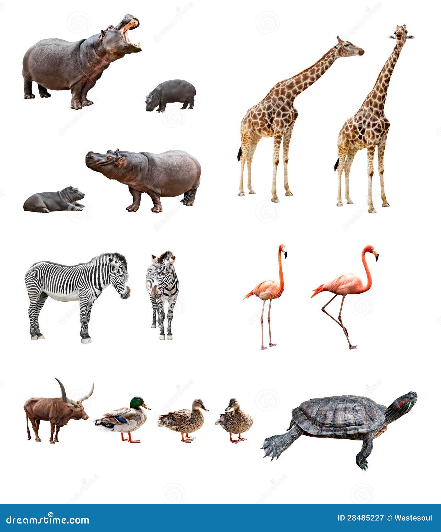 Zoo animals stock image. Image of organism, ankole, baby - 28485227