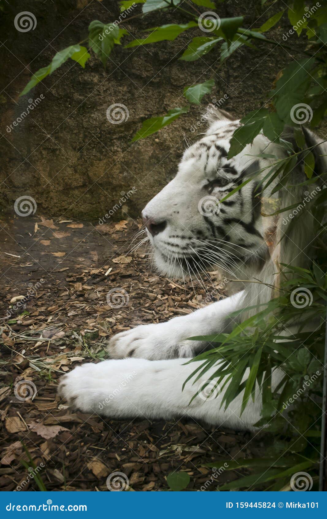 Zoo Animals, the White Tiger. this Large Mammal is Found at the Rome  Biopark Stock Photo - Image of animals, large: 159445824