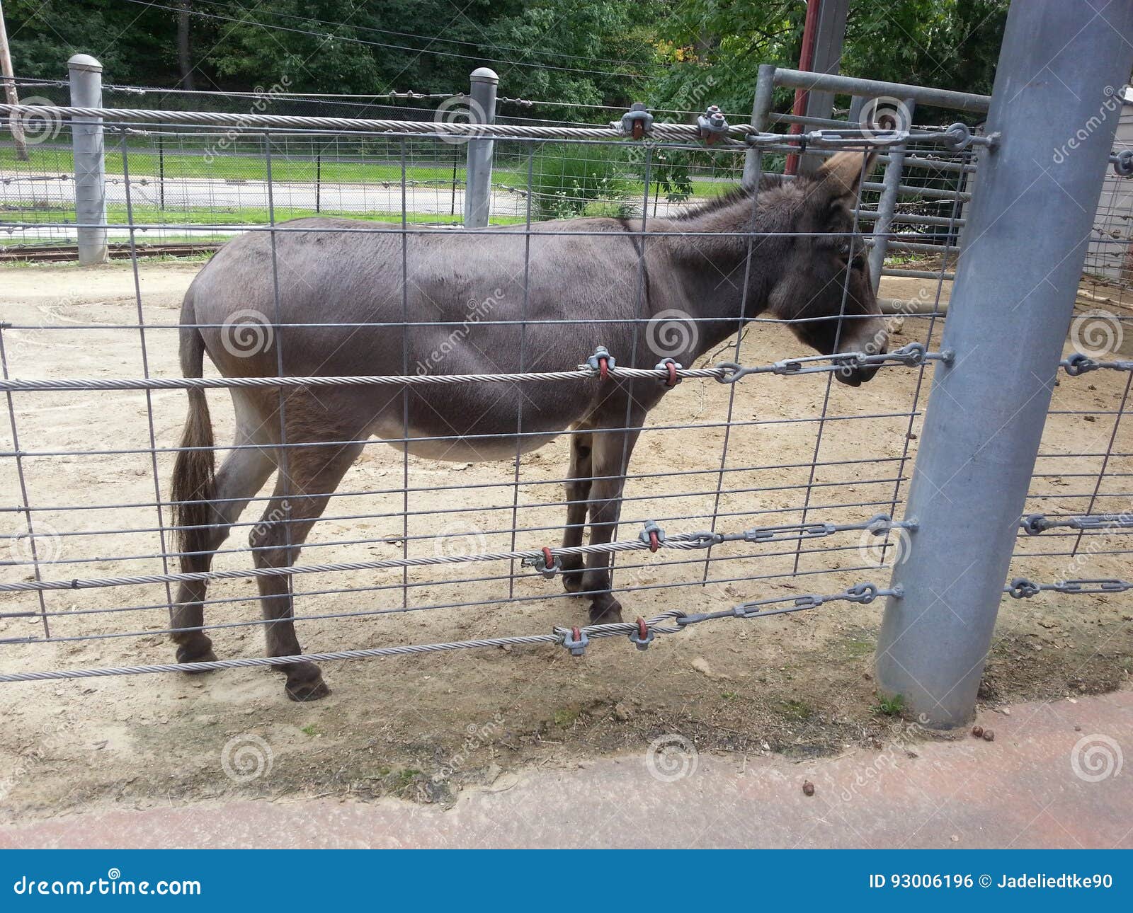 Zoo stock photo. Image of shoes, gray, donkey 93006196