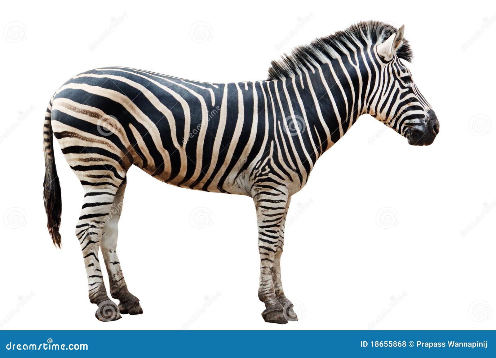 zebra stock price zebra stock price