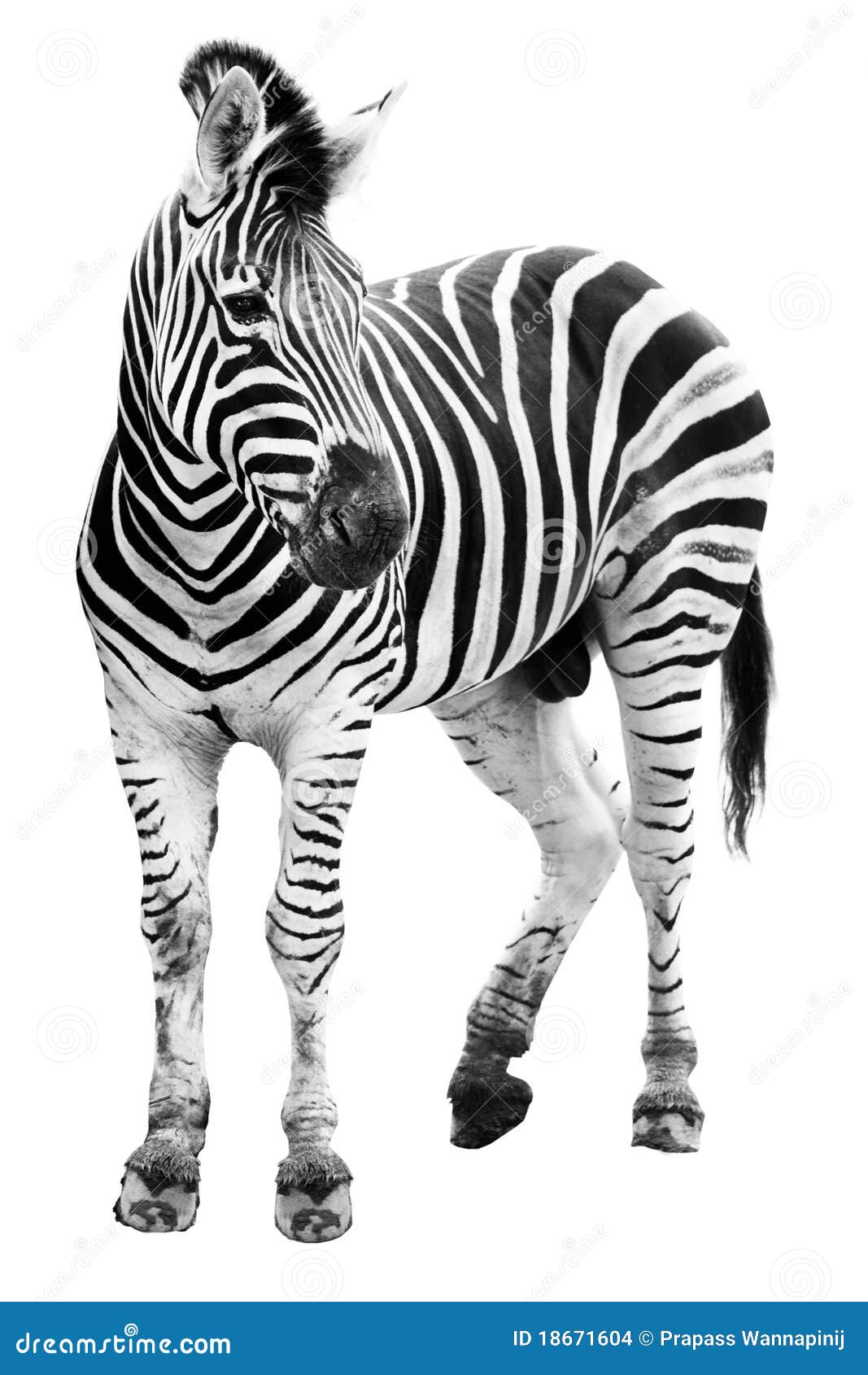 zoo single burchell zebra 