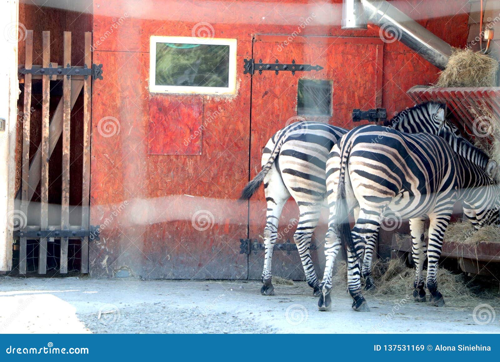 In the zoo, two zebras eat stock image. Image of beautiful 137531169
