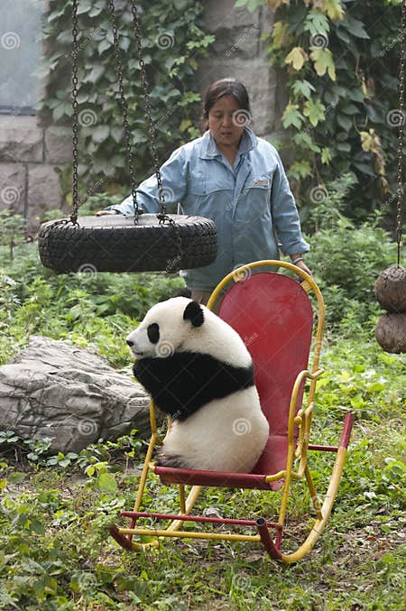 Zookeeper Giant Panda Bear Cub Beijing China Zoo Editorial