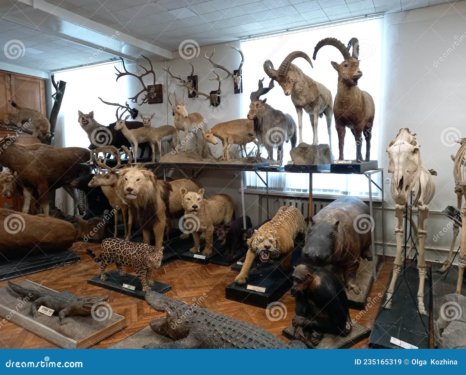 Zoological Museum, Taxidermy. Making Stuffed Animals Editorial Stock Image - Image of zoological, alligator: 235165319 Zoological Museum, Taxidermy. Making Stuffed Animals Editorial Stock Image - Image of zoological, alligator: 235165319