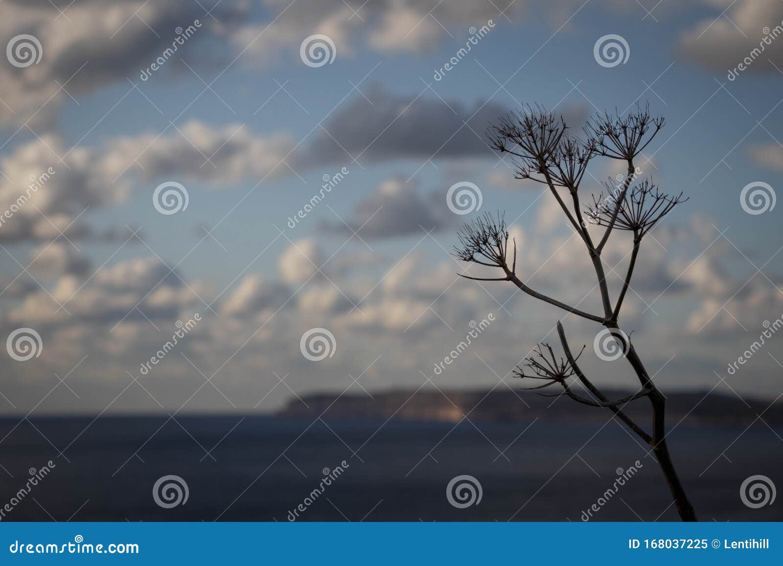 Zoom de detalles de la naturaleza. Una foto de hermosos detalles de la naturaleza Se puede ver esta planta en invierno Pero todavía un clima agradable con el mar y la isla Gozo en el fondo