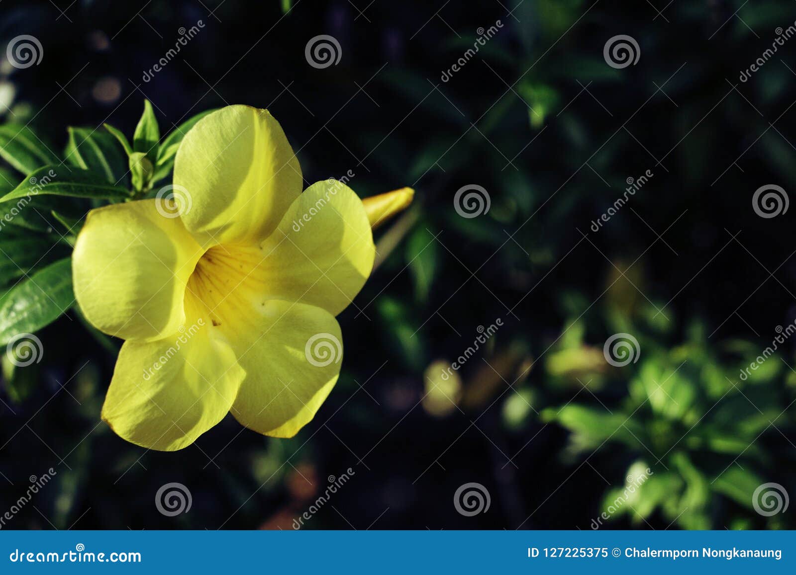 Hoa sứ vàng trên nền ch shadow xanh là một bức ảnh rực rỡ và đẹp mắt. Hãy xem ảnh và cảm nhận được sự tươi mới, sự tươi trẻ của hoa sứ vàng này, cũng như sự hài hòa với nền xanh tươi của bức ảnh.