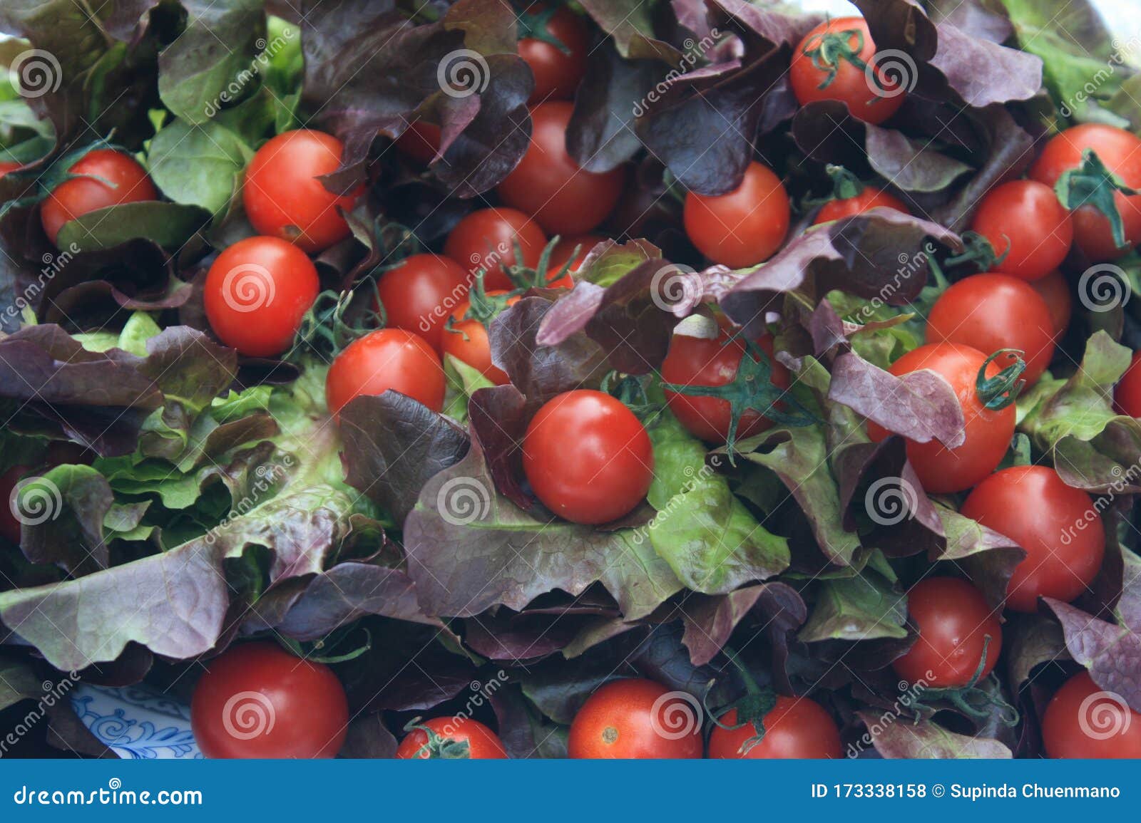 zoom in on the tomatoes and red oak clef on the plate.