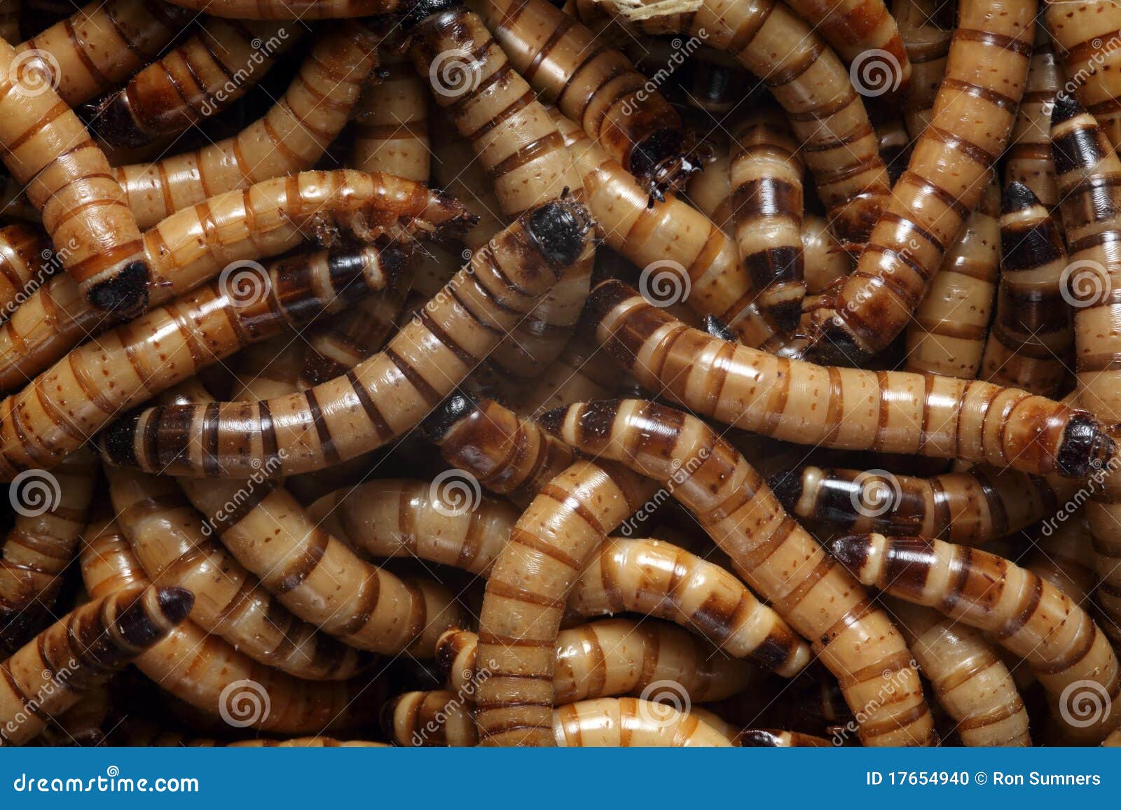 download keeping superworms download keeping superworms
