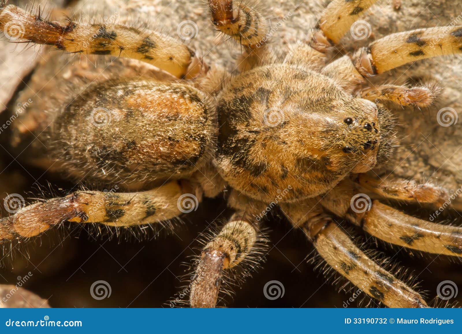 Zoropsis Spinimana, False Wolf Spider, Underside Photo Taken Through
