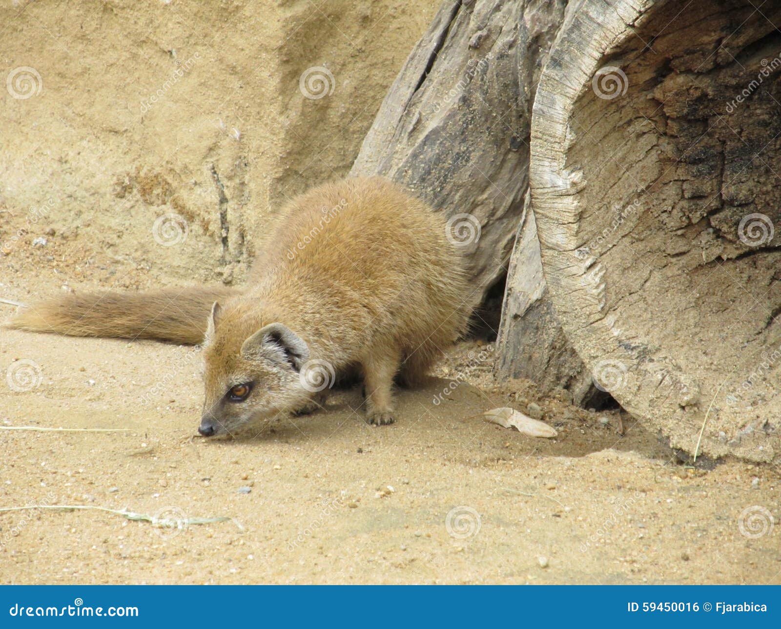 Zorro de la mangosta foto de archivo. Imagen de centro 59450016