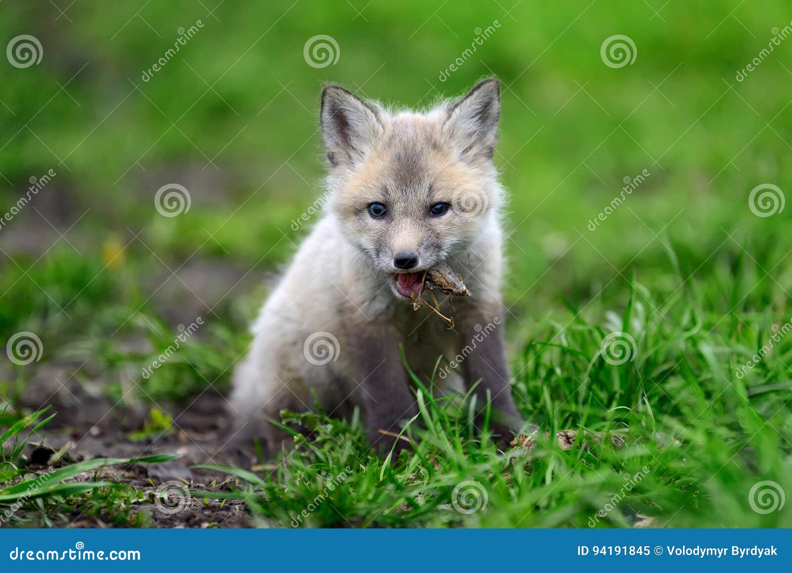 1 067 Zorro Negro Del Bebe Fotos Libres De Derechos Y Gratuitas De Dreamstime