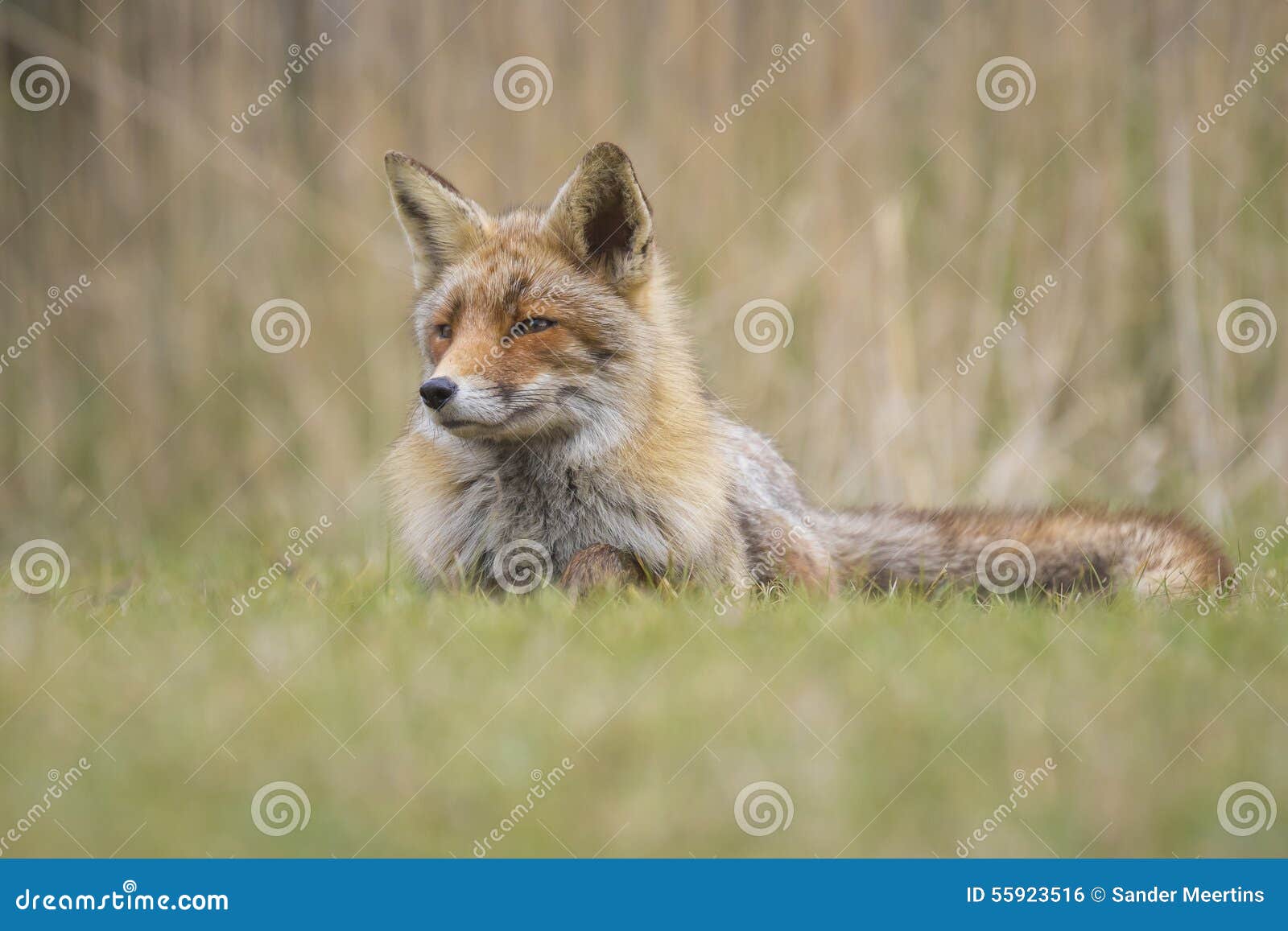 Zorro rojo salvaje. Barrido joven salvaje del vixen del zorro rojo (vulpes del vulpes) en un bosque