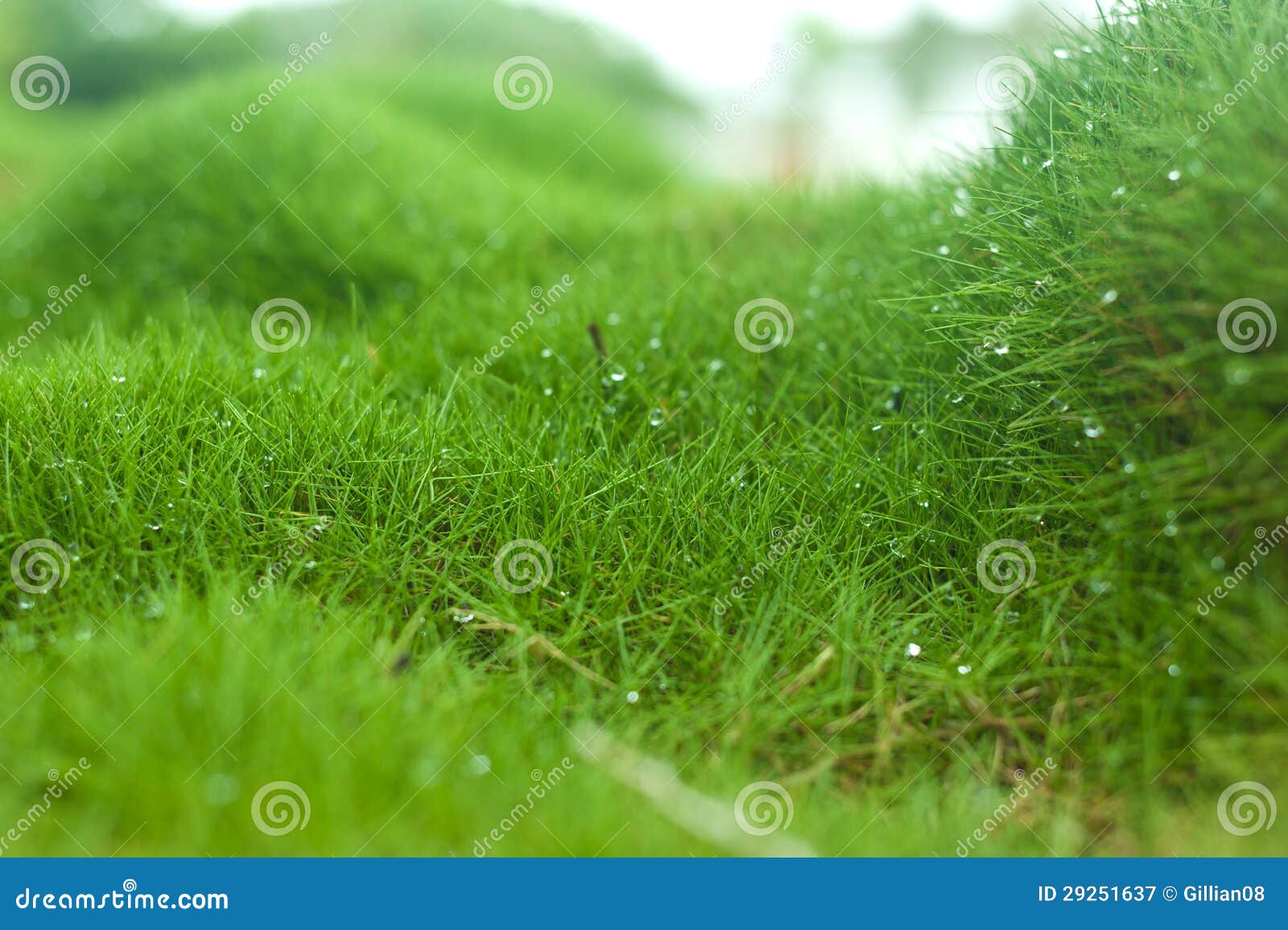 Zoysia grass stock image. Image of grass, water, droplets 29251637