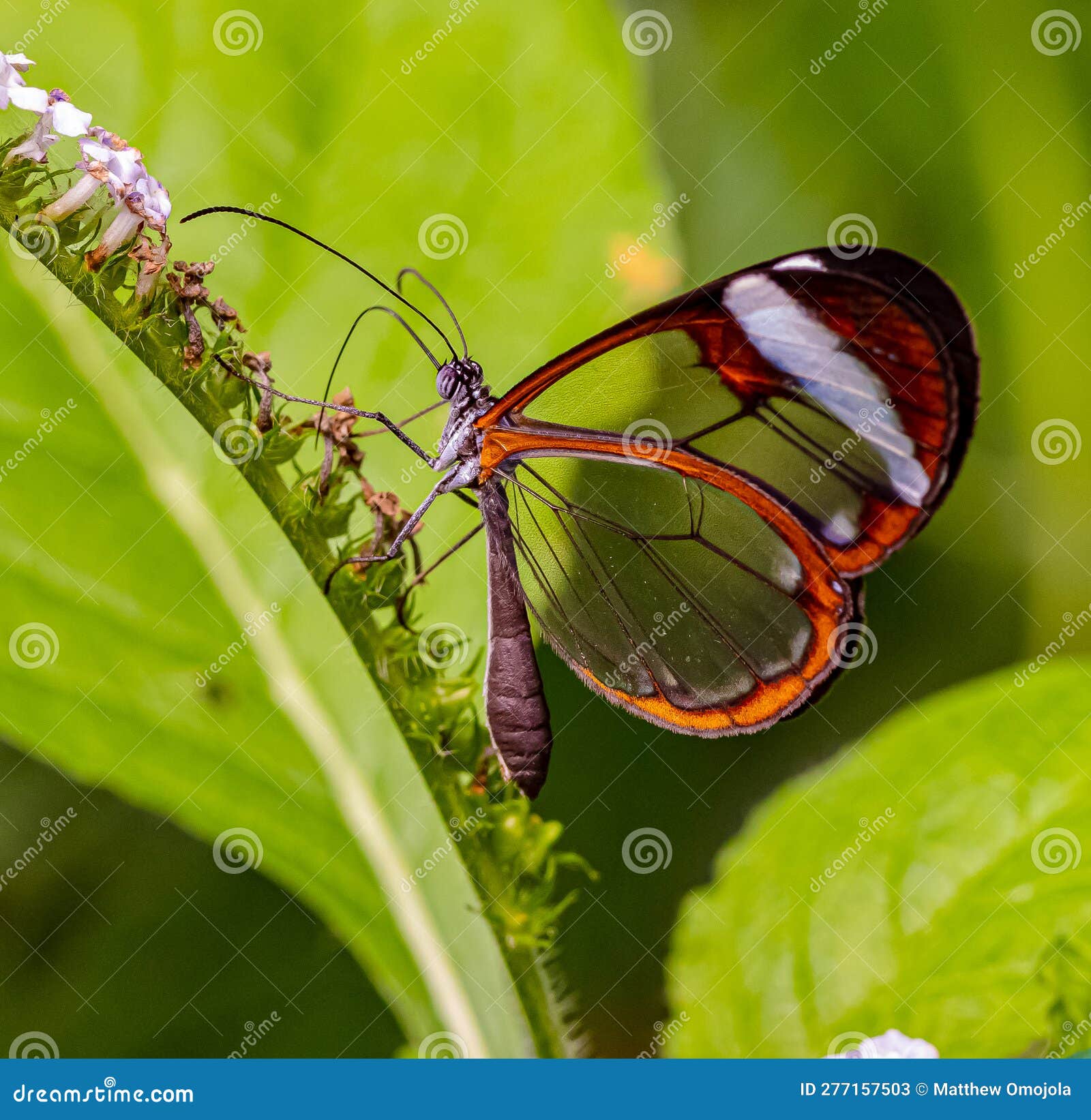 zsl butterfly paradise london zoo. the glasswing butterfly, greta oto